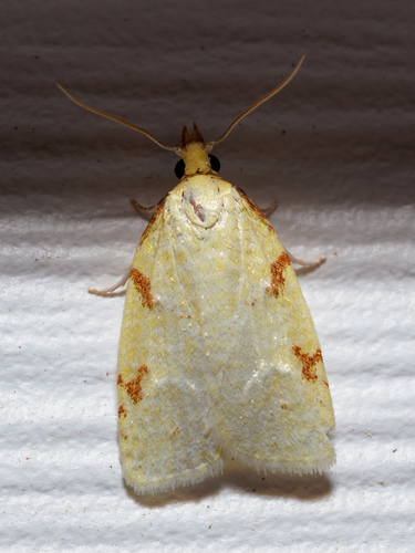 Maple-Basswood Leafroller Moth