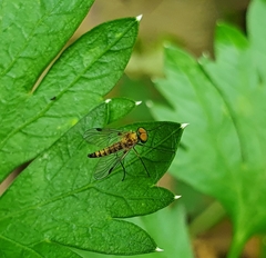 Chrysopilus asiliformis