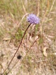 Jasione montana