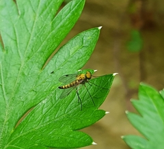 Chrysopilus asiliformis