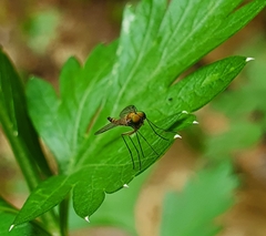 Chrysopilus asiliformis