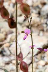 Desmodium psilocarpum