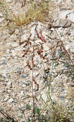 Desmodium psilocarpum
