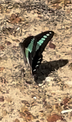 Graphium sarpedon