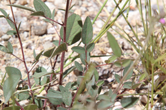 Desmodium psilocarpum