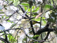 Pachycephala hypoxantha