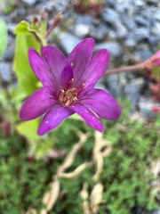 Epilobium ciliatum watsonii