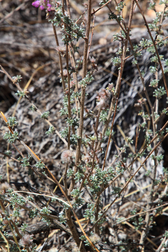 Image of Dalea pulchra by (c) psweet, some rights reserved (CC BY-SA)