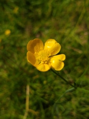 Ranunculus acris
