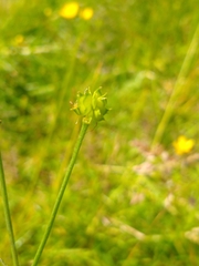 Ranunculus acris