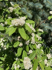 Cotoneaster × watereri