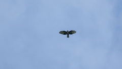 Aviceda leuphotes leuphotes