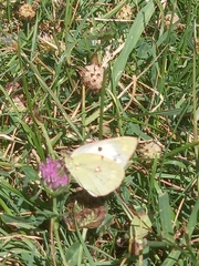 Colias croceus