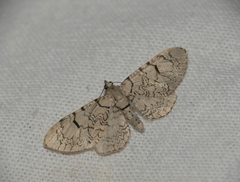 Eupithecia schiefereri