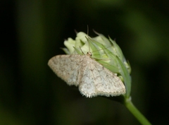 Idaea cervantaria