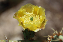 Opuntia rufida