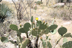 Opuntia rufida