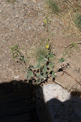 Anoda abutiloides