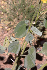 Anoda abutiloides
