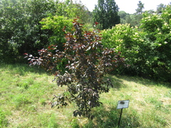 Malus purpurea