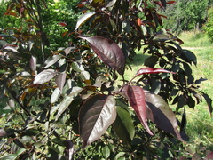 Malus purpurea