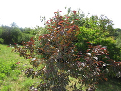 Malus purpurea