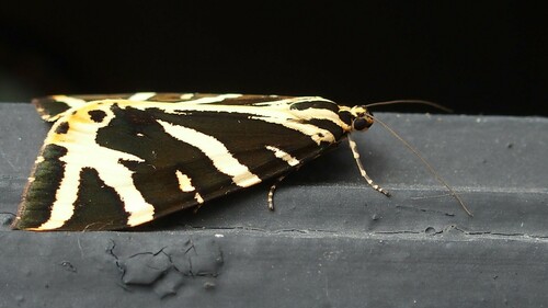 Euplagia quadripunctaria