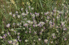 Astragalus jelenevskyi