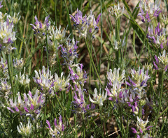 Astragalus jelenevskyi