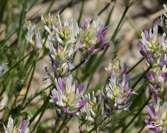 Astragalus jelenevskyi