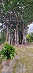 Ficus macrophylla