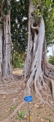 Ficus macrophylla