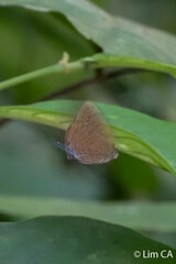 Arhopala sublustris ridleyi