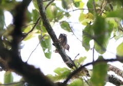 Pterorhinus treacheri