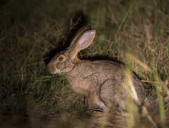 Lepus victoriae