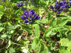 Campanula glomerata glomerata