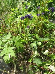 Campanula glomerata glomerata