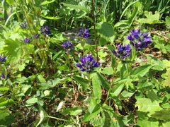Campanula glomerata glomerata