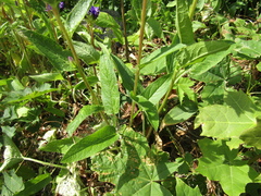 Campanula glomerata glomerata