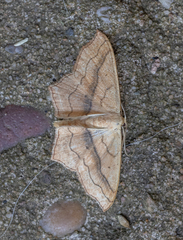 Scopula imitaria