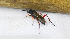 Macrophya diversipes