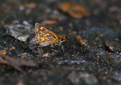 Ampittia virgata