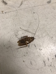 Periplaneta americana