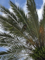 Buteo jamaicensis umbrinus