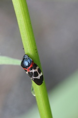 Cosmoscarta exultans