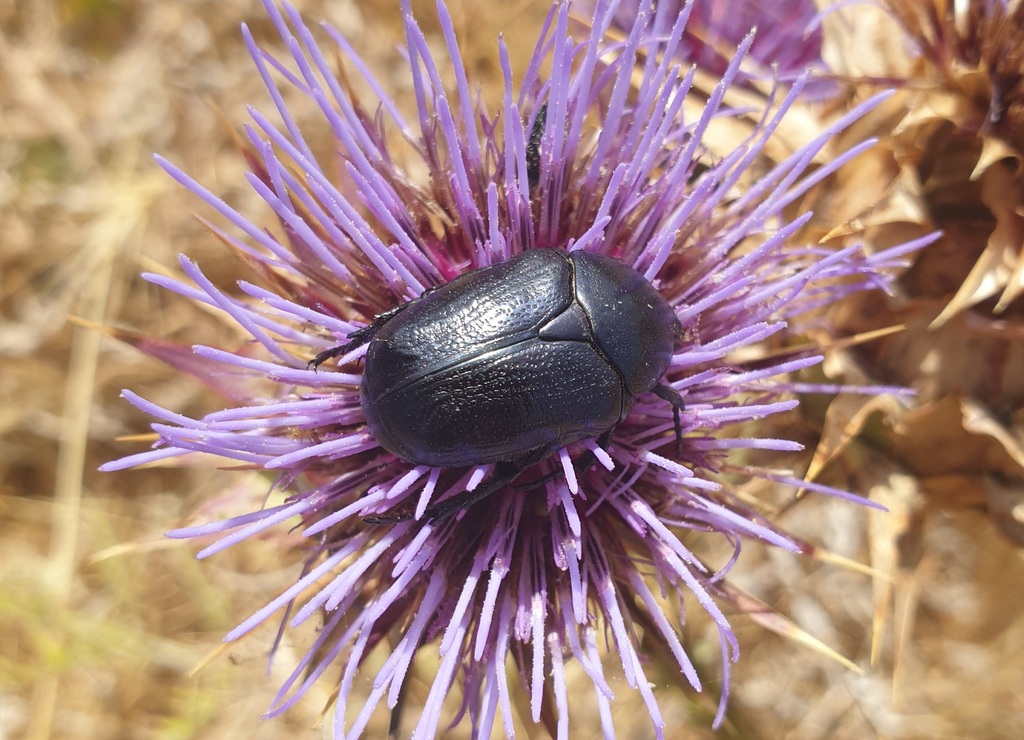 Protaetia sardea
