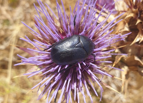 Protaetia sardea