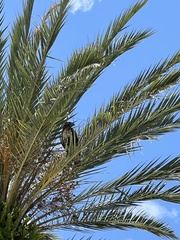 Buteo jamaicensis umbrinus