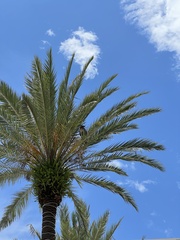 Buteo jamaicensis umbrinus