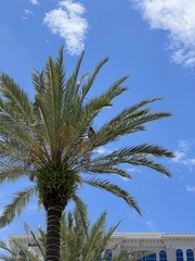 Buteo jamaicensis umbrinus